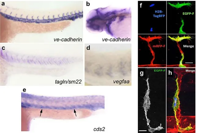 Fig. 12    Assessing EC autonomous gene function in zebrafish. a–e  Whole mount in situ hybridization of 24–48 hpf zebrafish embryos