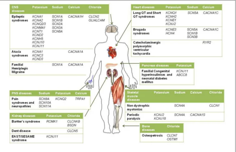 FIGURE 1 | Schematic diagram illustrating the main inherited ion channelopathies of CNS, PNS, skeletal muscle, heart, kidney, pancreas, and bone.