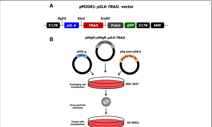 Fig. 1 Structure of pMIGR1 vector and steps for UC-MSC transduction. a Structural construction of the bicistronic retroviral vector including both TRAIL and GFP sequences controlled by the IL-6 promoter