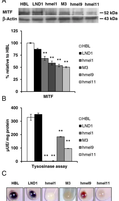 Fig. 3. Effect of V600 BRAF on MITF protein expression and melanogenic enzyme activity.
