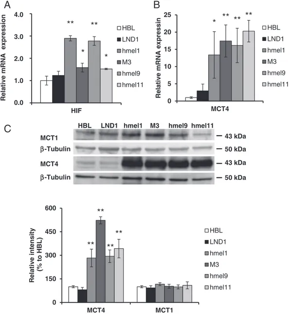Fig. 6. Effect of HIF-1α on Monocarboxylate transporter (MCT) expression in BRAFwt and V600 BRAF melanoma cells