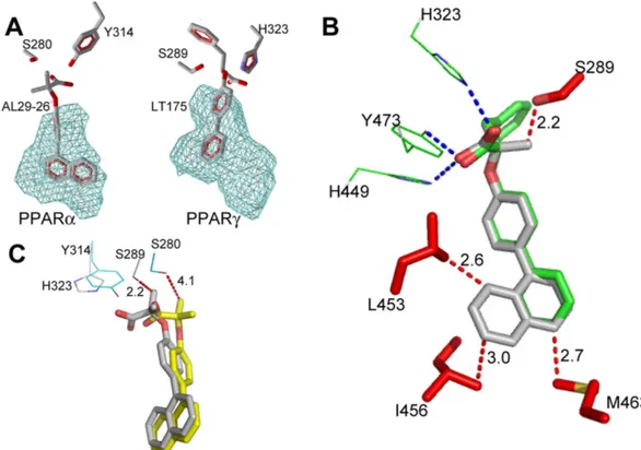 Figure 6.  New PPARα and PPARγ hydrophobic pockets. (A) New PPARα  (left) and PPARγ   (right) 