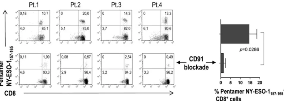 Figure 6. CD28 expression and CD28-mediated in- in-teraction of tumor plasma cells with BM DCs (effect on proteasome subunit expression by tumor plasma cells)