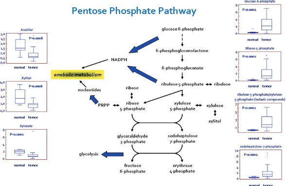 Figure 2: schematic model summarizing the differences in the pentose phosphate pathway (PPP) between normal  and renal tumor cells