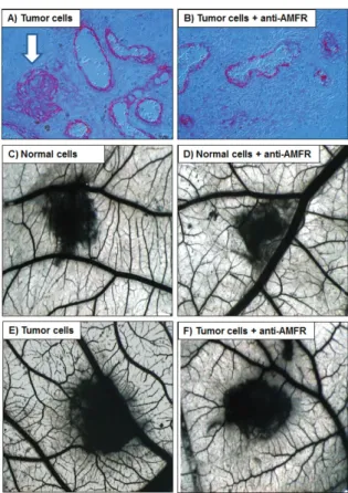 Figure 6: chick embryo chorioallantoic membrane (cAM) invasion and angiogenic assays.  A, b