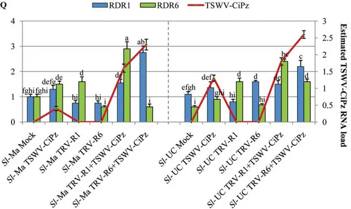 Fig 7. VIGS of RDR1 and RDR6 in Sl-Ma and Sl-UC plants. Relative quantity (RQ) of RDR1 and RDR6 transcripts (columns) in samples of Sl-Ma and Sl- Sl-UC plants collected at 14 dpa with A
