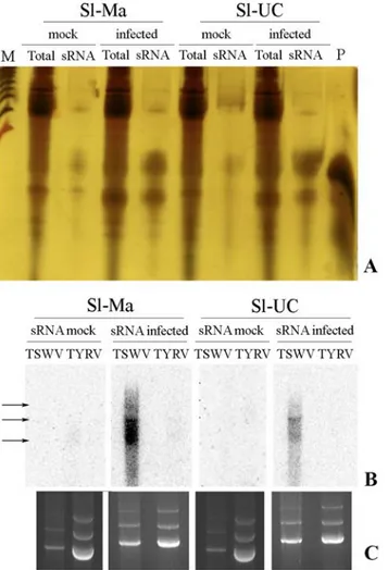 Fig 4. Detection of sRNA and mapping on the TSWV-CiPz genome. (A) silver staining of the total RNA (Total) and the sRNA-enriched preparations (sRNA) extracted from Sl-Ma and Sl-UC plants mock-inoculated (mock) or at 21 dpi with TSWV-CiPz (infected)