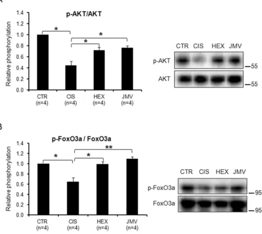 Figure 5.  Phosphorylation level of AKT and FoxO3a in cisplatin-treated rats and after GHS administration