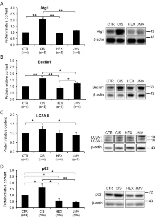 Figure 6.  Changes in the level of autophagy marker proteins in cisplatin-trated rats and after GHS 