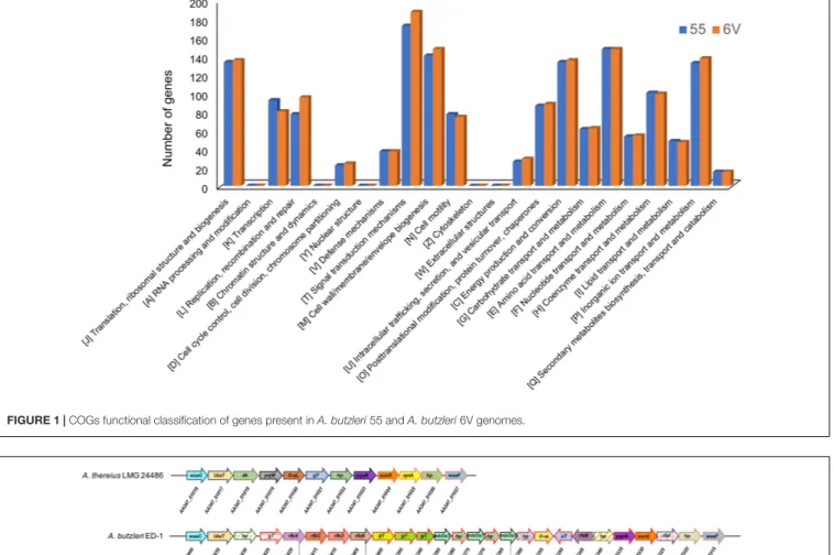FIGURE 1 | COGs functional classification of genes present in A. butzleri 55 and A. butzleri 6V genomes.