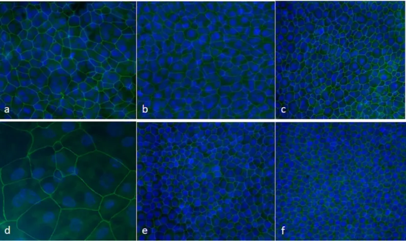 Fig 4. Bioelectrical characteristics of EBECs grown on insert membranes in co-culture with mitomycin C-treated EBFs