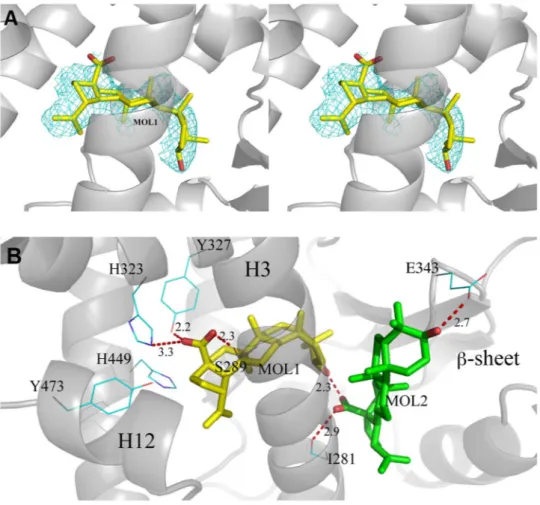Figure 3.  BA interactions with the LBD of PPARγ. (A) 2Fo-Fc omit map around molecule 1 of BA (yellow) is  shown in mesh and contoured at 0.7 σ; (B) H-bond interactions (red dashed lines) of molecule 1 (yellow) and  the docked molecule 2 (green) of BA with