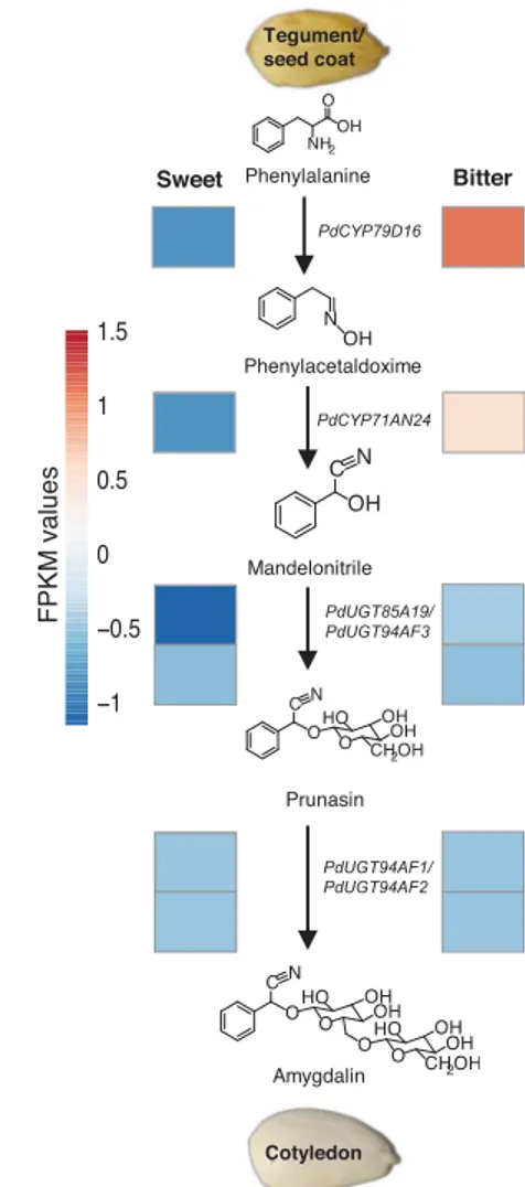 Fig. 2. The amygdalin biosynthetic pathway and transcript levels of the encoding genes during fruit development