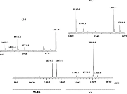Figure 6.  MLCL and CL fingerprint of intact membranes of Acinetobacter baumannii, acquired by MALDI- MALDI-TOF/MS analyses