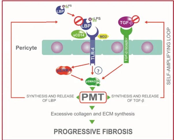 Figure A1. CPFA reduced activation of pericytes and PMT by LBP and TGF-β removal from septic 