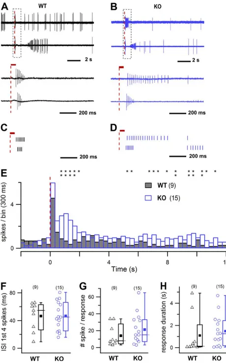 Figure 5.  Evoked activity in WT and KO 