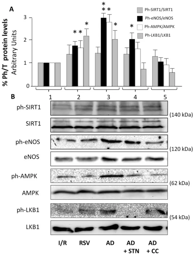 Fig 5. AD-mediated preconditioning activates AMPK, LKB1, and eNOS signaling pathways in the early post-ischemic reperfusion (15 min)