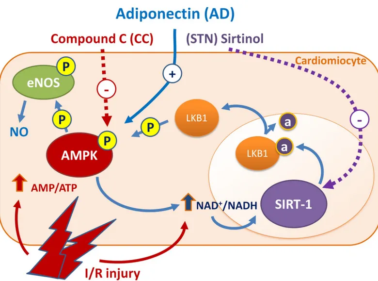 Fig 6. AD preconditioning on isolated rat hearts protects from I/R injury via a signaling pathway involving the AMPK/LKB1/SIRT-1 axis
