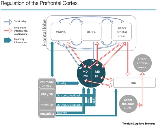 Figure 2. Blue contour arrows depict the interactions critical at short delays. In this case, prefrontal reverberation circuits