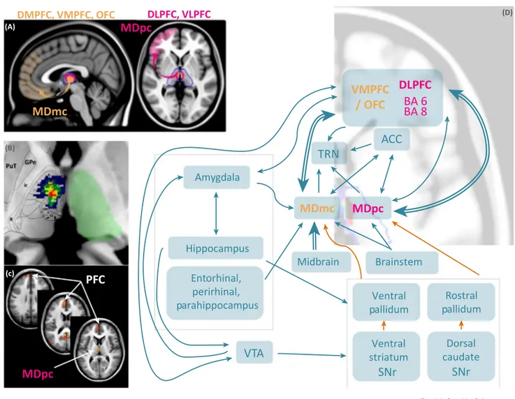 Figure 1. Connectivity of the MD in Primates. (A) On the left side: connections between the magnocellular MD and the ventromedial and orbitofrontal areas of the