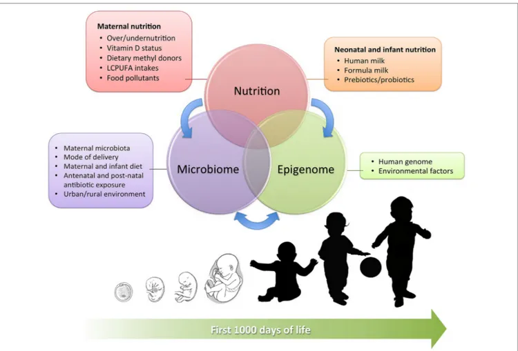 FiGURe 1 | Interrelation between maternal and neonatal nutrition, gut microbiota, and epigenetics during the first 1,000 days of life