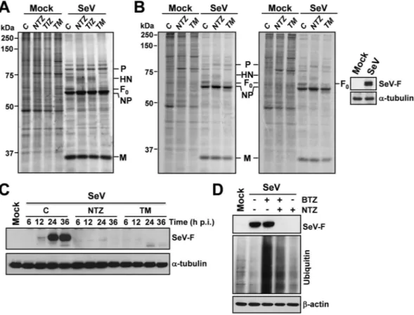 Figure 2.  Effect of nitazoxanide on SeV protein synthesis. (A,B) Autoradiography of [ 35 S]Met/Cys-labeled 