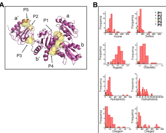 Figure 6.  Identification of ERp57 ligand-binding cavities. (A) Cavities P1-P5 were detected by FLAPsite on the 