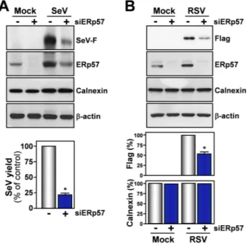 Figure 8.  Effect of ERp57 silencing on F-protein levels and SeV replication. (A) IB for SeV-F, ERp57, calnexin 