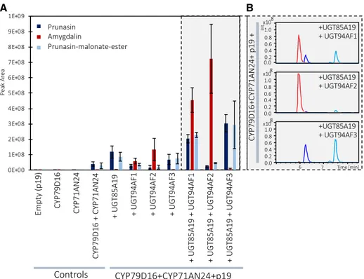 Figure 2.  A, Functional characterization of the gene candidates PdCYP79D16, PdCYP71AN24, PdUGT85A19, PdUGT94AF1, 