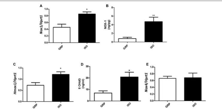 FIGURE 4 | Quantification of Nox1 (mRNA and protein), Hmox1 and Nox4 mRNA and of 8OhDG