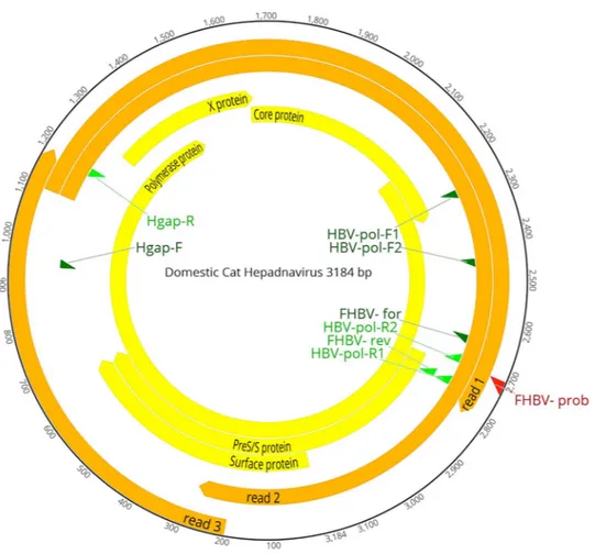 Figure 2.  Genome organization of the DCH. The complete genome consists of 3184 bp. The outermost circles 