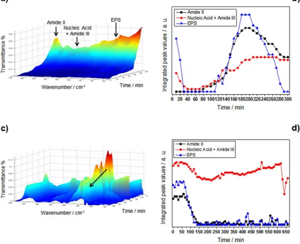 Figure 5.  Temporal evolution of relevant IR bands for biofilm formation. (a) Control IR-ATR spectra of a P