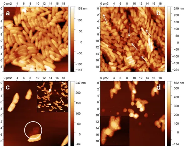 Figure 6.  AFM topographies of P. fluorescens incubated on Ag-CF x  composite film, with ϕ = 0.25, as a function 