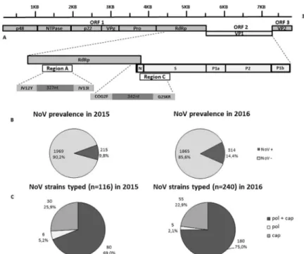 Fig 1. (A) Structure of NoV genome and position of the diagnostic regions A (RNA-dependent RNA polymerase,