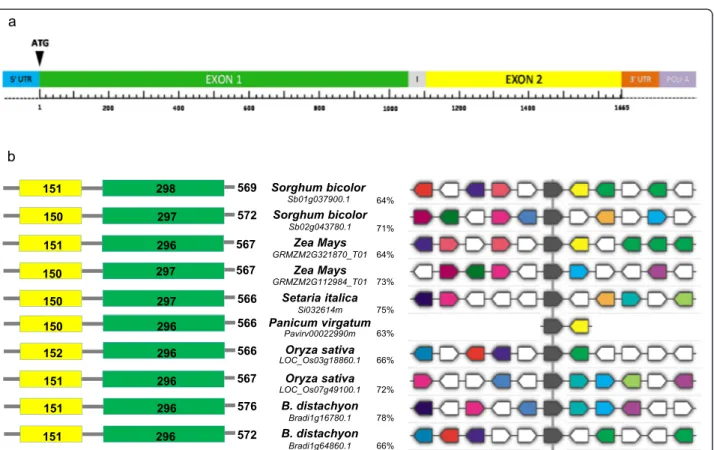 Figure 5 Protein and gene structure of grasses PMEs. (a) Schematic representation of WheatPME1 structure in Triticum aestivum cv