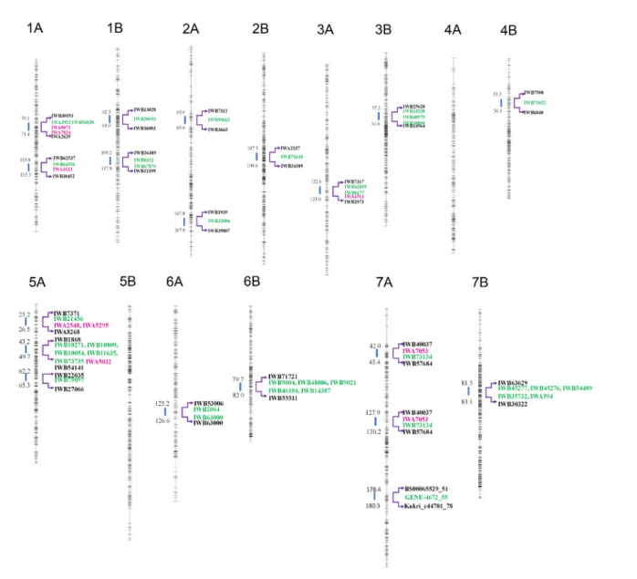 Fig 4. Schematic representation of the seven tetraploid wheat homoeologous chromosome groups analyzed for genome wide association scan