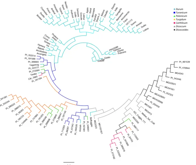 Fig 2. Unrooted Bayesian tree based on 22,106 SNPs spread across the wheat A and B genomes