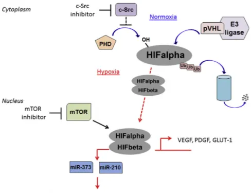Fig. 1. Molecular mechanisms behind HIF regulation and responses in cells. The cellular oxygen sensing response is tightly regulated by a family of prolyl hydroxylases (PHD)