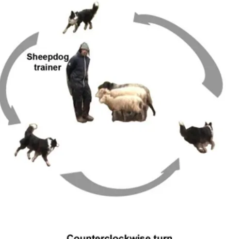 Figure 1. Schematic representation of the positions of the dog, the trainer, and the sheep during the 