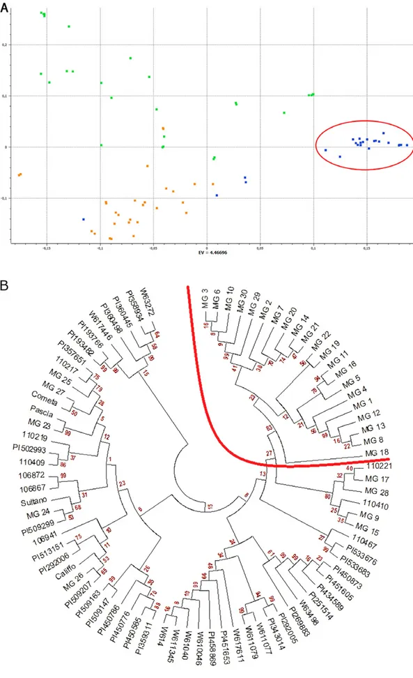 Fig. 2. Genetic relationships within the germplasm collection used in this study. (A) Principal component analysis (PCA) plot of the first  two components