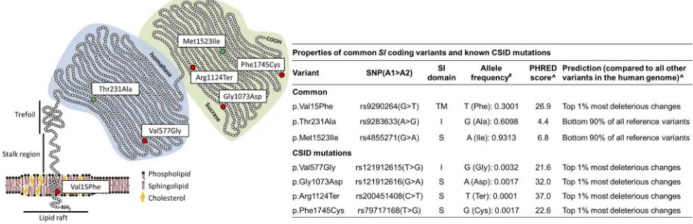table 3 ). Combining these data with the case –control resultsFigure 1Properties of sucrase–isomaltase (SI) mutants and common coding polymorphisms
