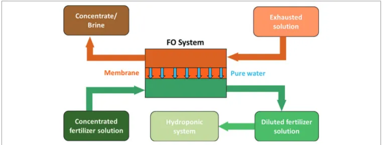 FIGURE 1  |  Scheme of a fertilizer drawn forward osmosis desalination process for nutrient solution preparation to be used in hydroponic cultivation systems  (modified from  Phuntsho et al., 2012 ).