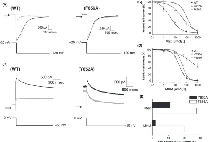 Figure 5. (A) Representative I hERG traces of WT hERG and F656A hERG in the absence (black line) and presence (gray line) of 50 lmol/L