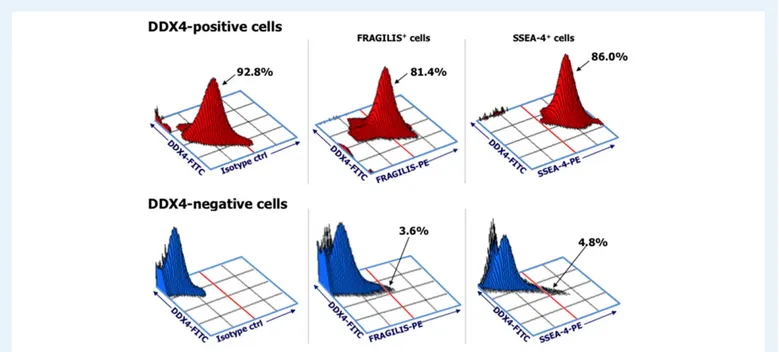 Figure 1 Phenotypic analysis of DDX4-positive and -negative cell populations recovered by immuno-magnetic cell sorting