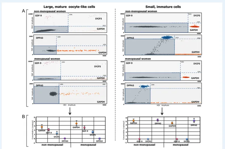 Figure 4 Differential expression of oogenesis-related genes in large mature and small immature cells