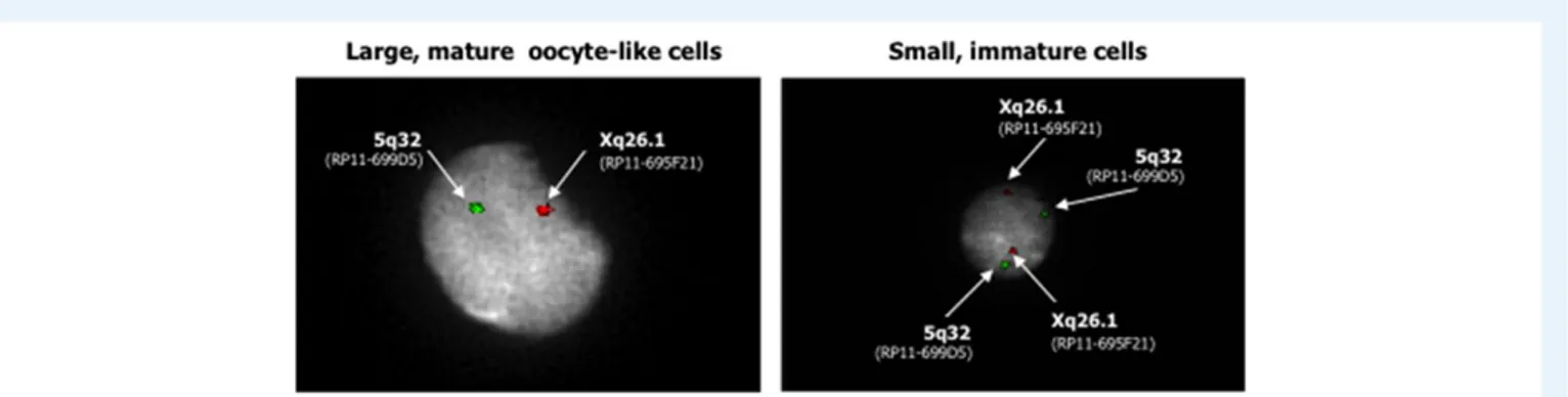 Figure 5 Haploidy of large, mature oocyte-like cells. FISH analysis of individual large, mature OSCs con ﬁrmed their meiotic entry based on the pres- pres-ence of a single signal for chromosome X (green) and for chromosome 5 (red), as internal control, in 