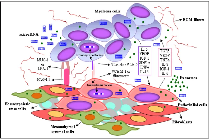 Figure 1: Interplay between MM cells and the surrounding microenvironment.  MM cells are surrounded by a complex  BMME composed of ECM proteins and several cell types, including BM stromal cells (ECs, mesenchymal stromal cells, CAFs)