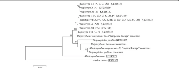 Fig. 1 Phylogeny of Rhipicephalus spp. inferred from 16S rRNA sequences. Maximum-parsimony tree based on 16S rRNA sequences generated herein as well as either single haplotype or consensus sequences of R