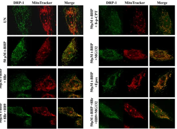 Fig. 8. Effect of cAMP/PKA signaling and MG132 on DRP-1 mitochondrial translocation. For experimental conditions see the legend to Fig