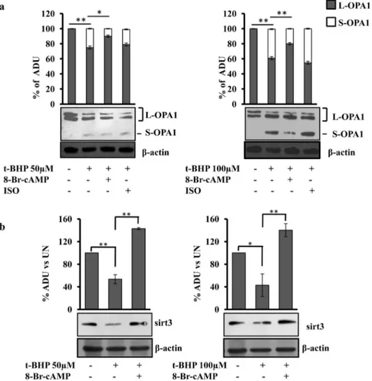 Fig. 5. 8-Br-cAMP prevents the appearance of S-OPA1 form and the decrease of Sirt3 protein level